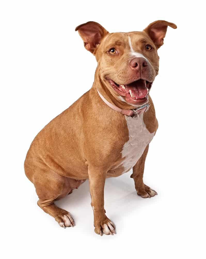 Friendly pit bull sitting on a white background