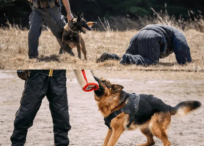 GSD vs. Belgian malinois training