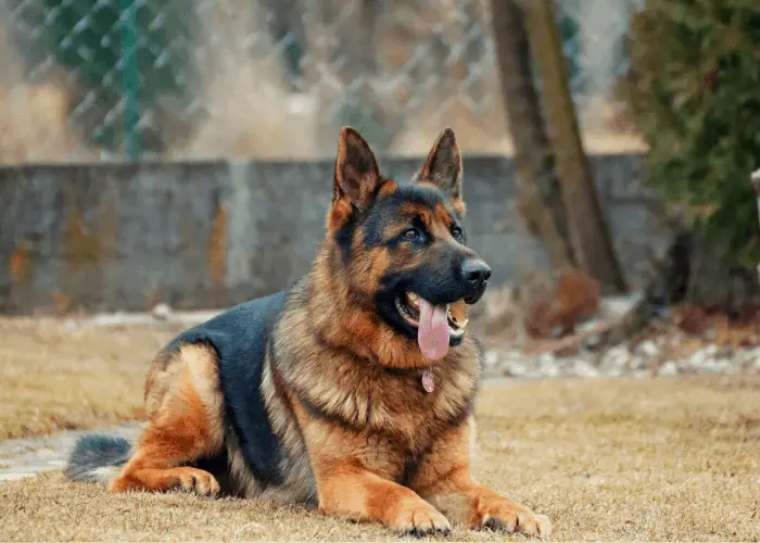 GSD at the backyard