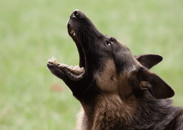 GSD barking at something