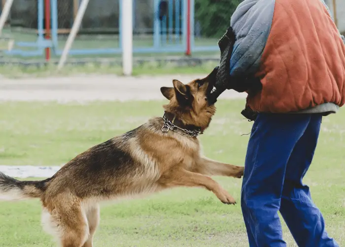 GSD bite training