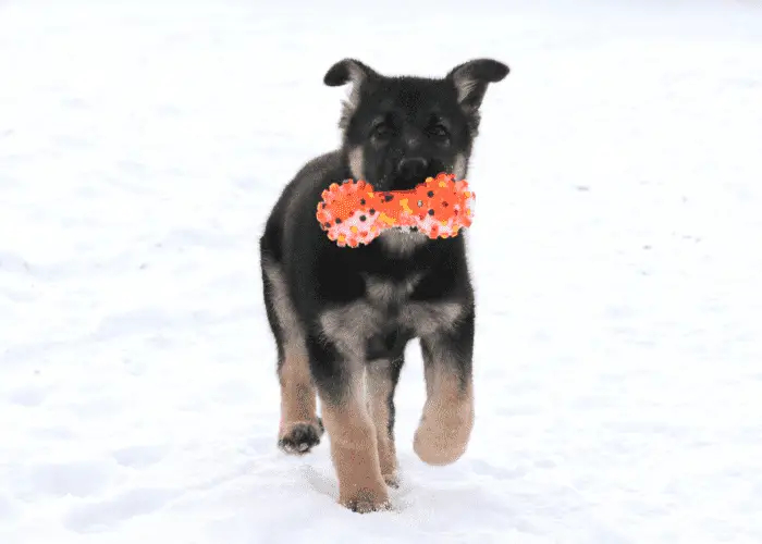 GSD puppy being trained to fetch something