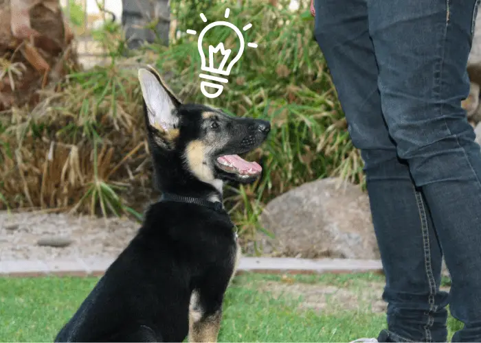 GSD puppy thinking about what its owner is saying