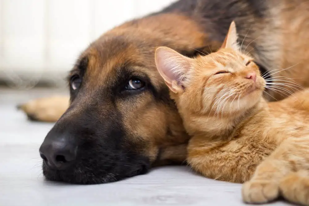 German Shepherd Dog and cat getting along well