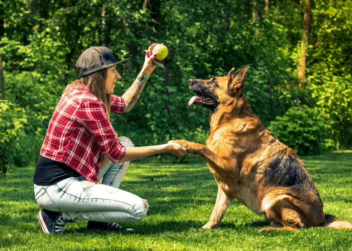 German Shepherd dog training at the park