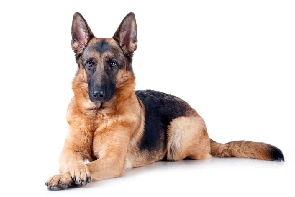 German Shepherd lying on a white background