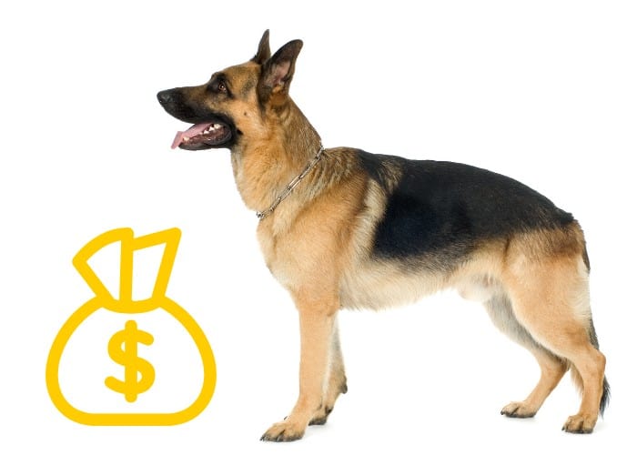 German Shepherd with dollar in a pouch sign