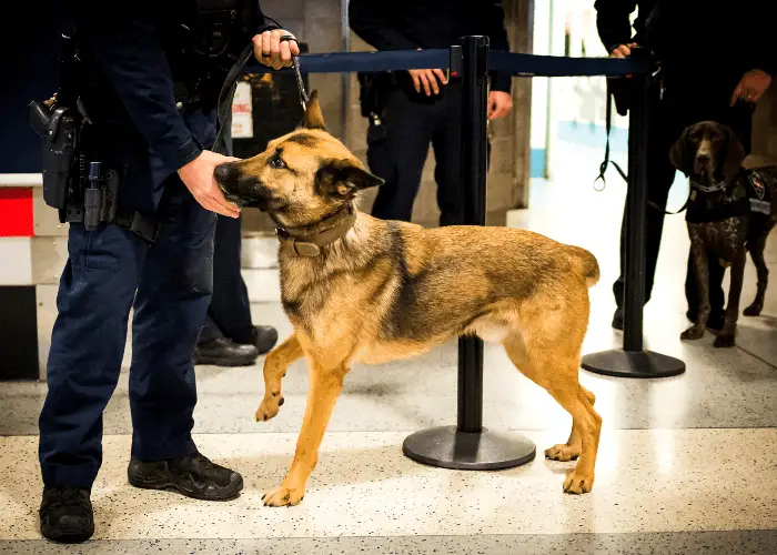 German Shepherd with the police at the airport