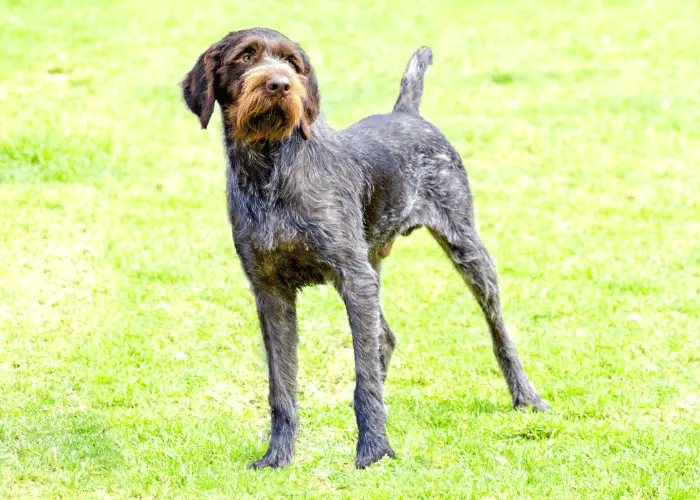 German Wirehaired Pointer standing on the lawn