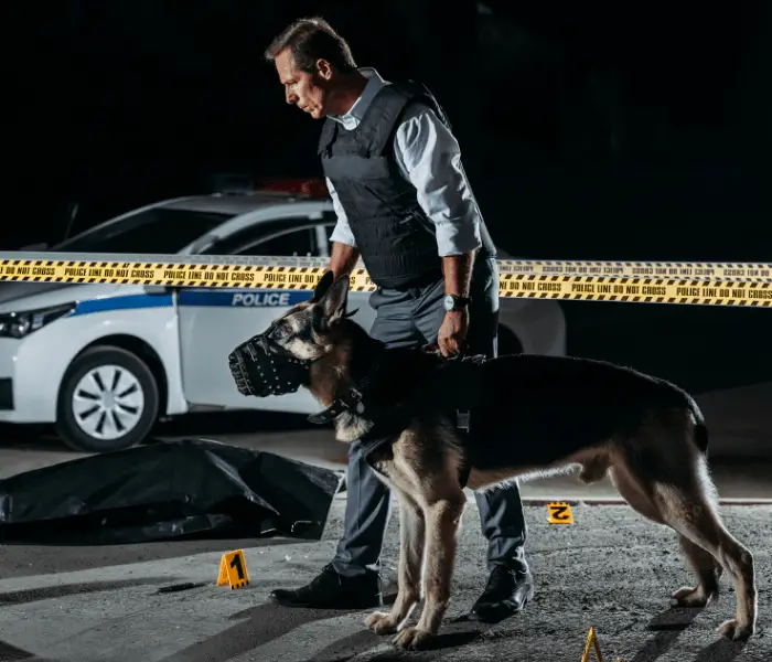 German shepherd being used in a crime scene