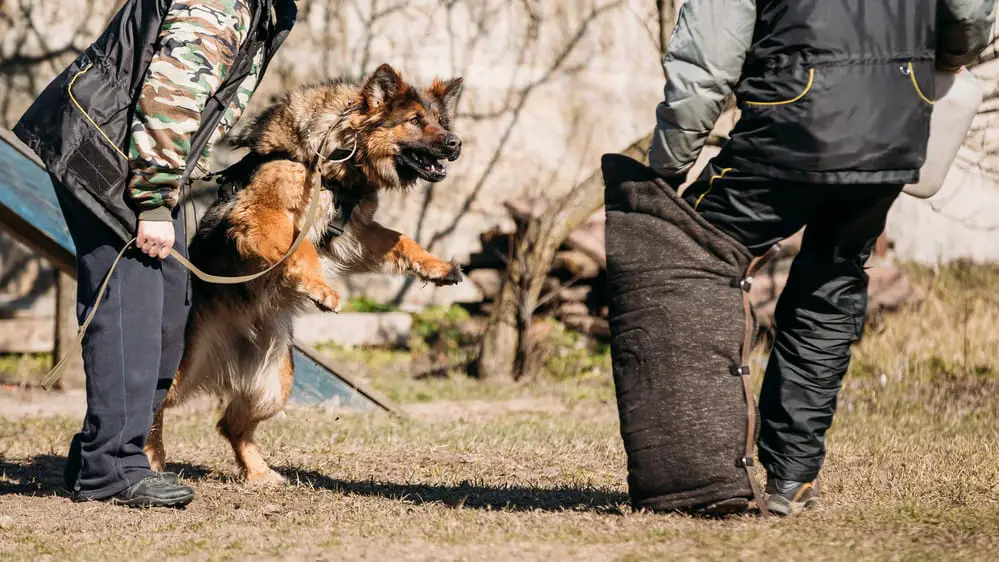 German shepherd dog training