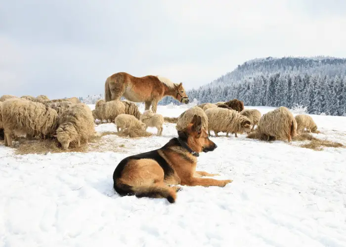 German shepherd guarding livestocks