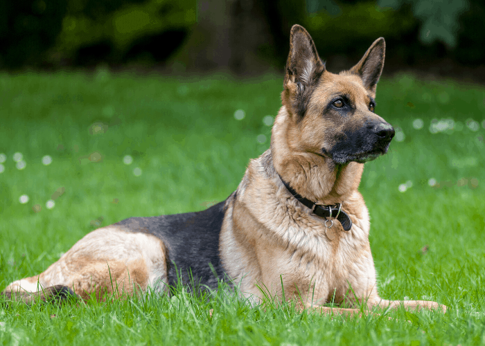German shepherd lying on the lawn
