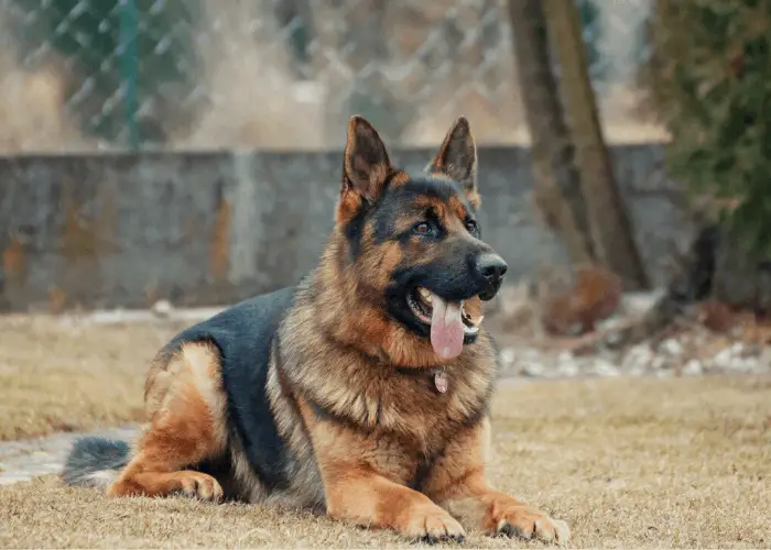 German shepherd resting on the ground