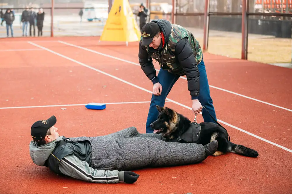 German shepherd takedown training