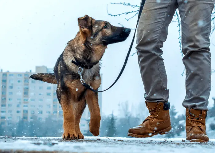German shepherd taking a walk with owner during winter