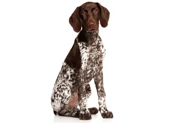 German shorthaired pointer sitting on white background