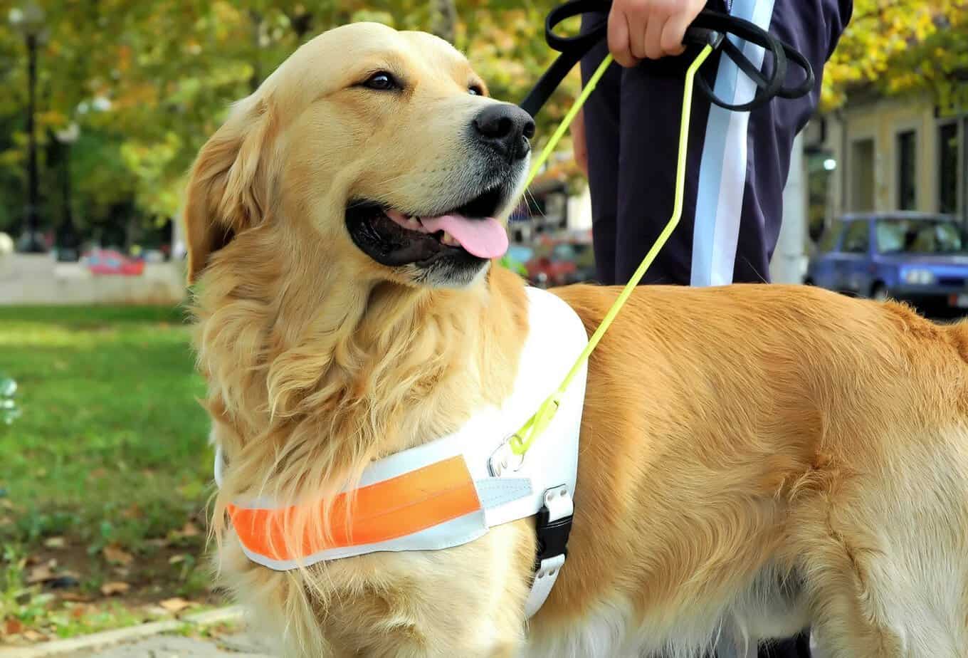 Golden Retriever guide dog for the blind