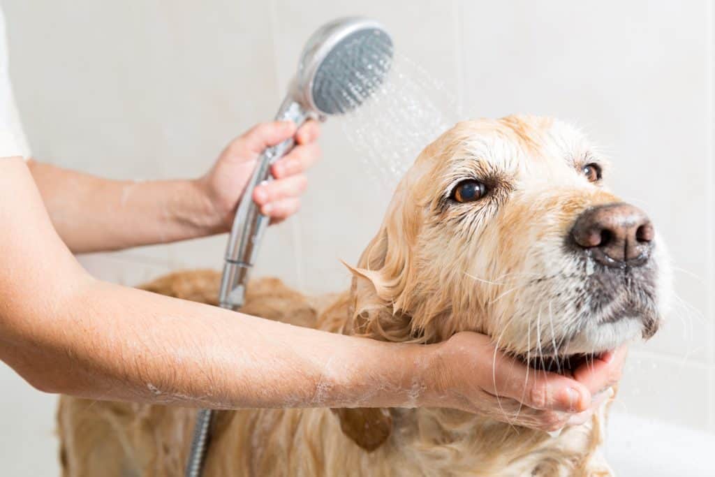 A Golden having a shower