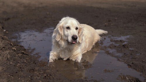 Golden Retriever in a muddy puddle