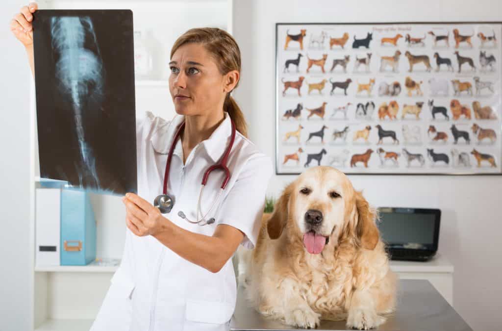 Golden Retriever in a veterinary clinic