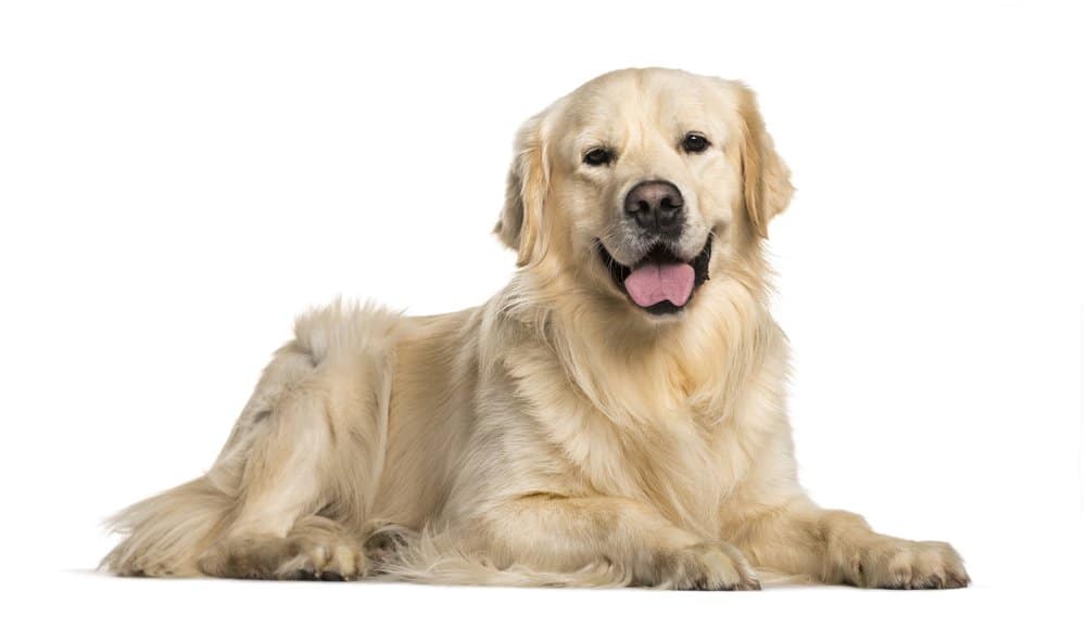 Golden Retriever photo taken on white background