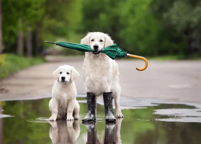 Golden retriever adult and puppy