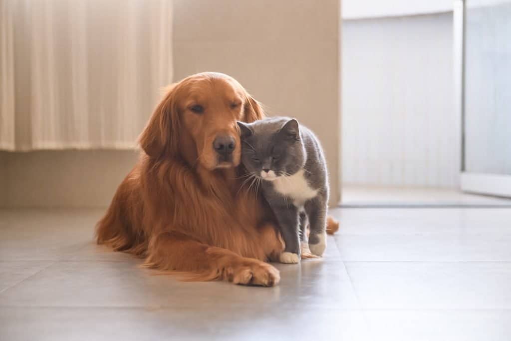 Golden retriever and a cat