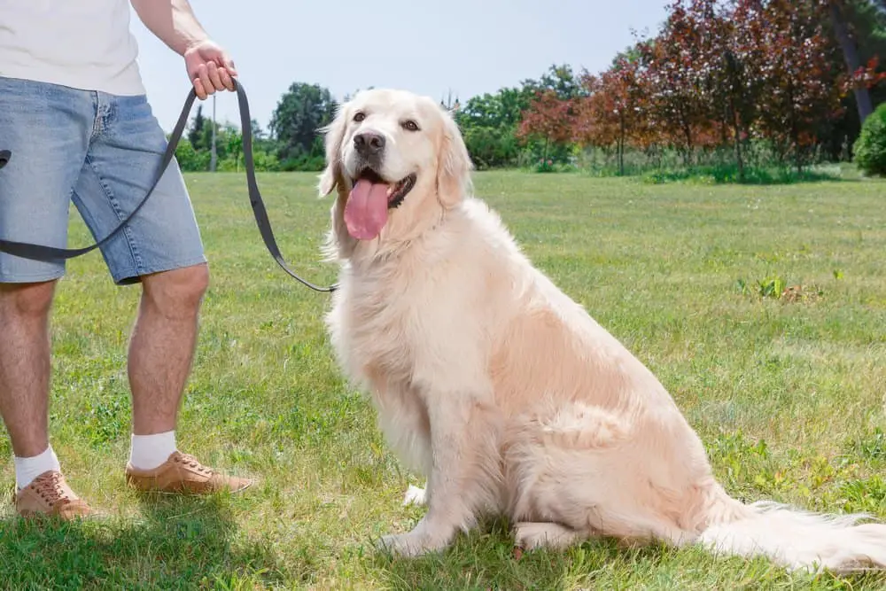 Are Golden Retrievers good guard dogs image