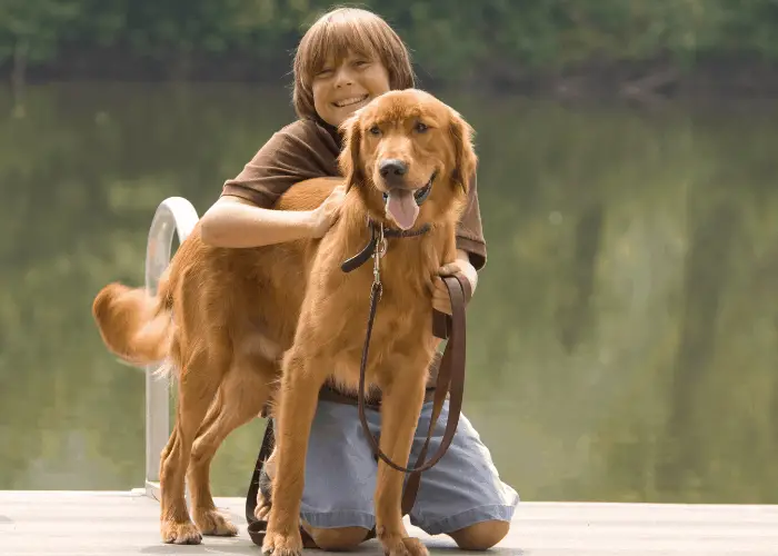 Golden retriever being hugged by a boy