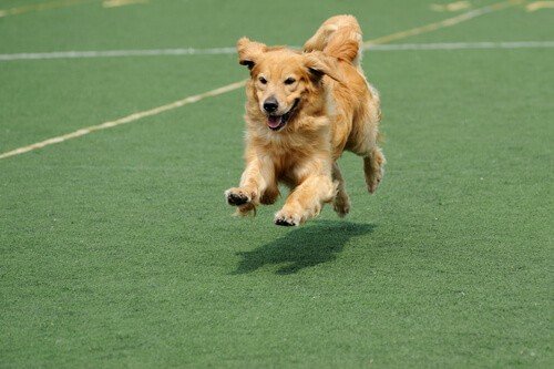 Golden retriever dog running on a green surface