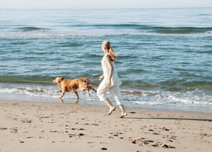 Golden retriever exercising with lader owner on the beach