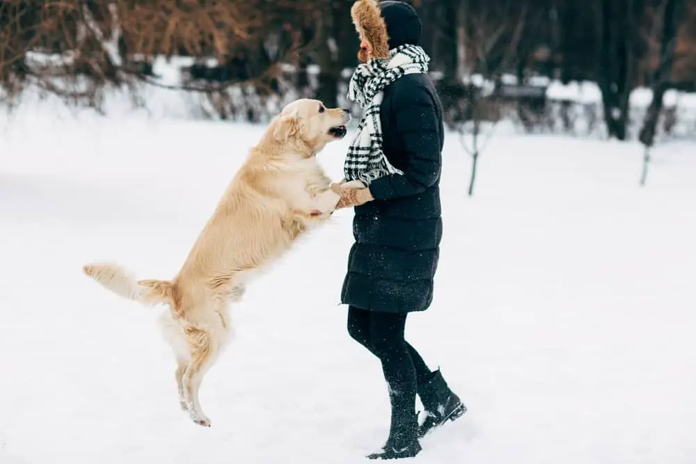 Golden retriever jumping to its owner in winter