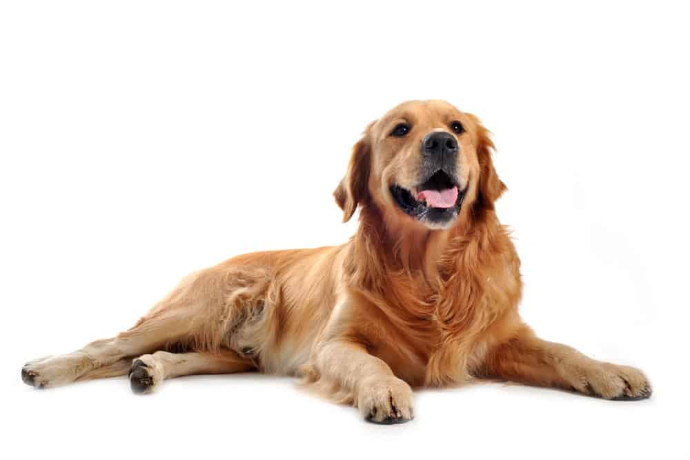 Golden retriever lying on white background