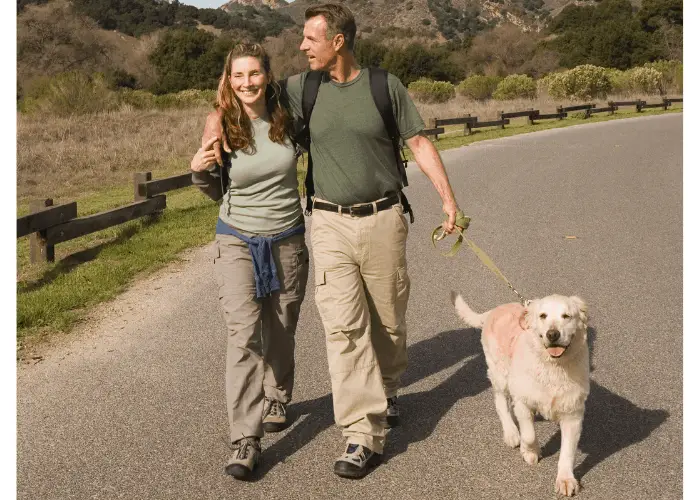 Golden retriever on leash walking with a couple