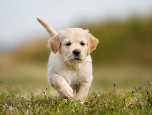 Golden retriever puppy running towards the camera