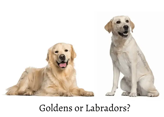 Golden retriever vs Labrador retriever differences image