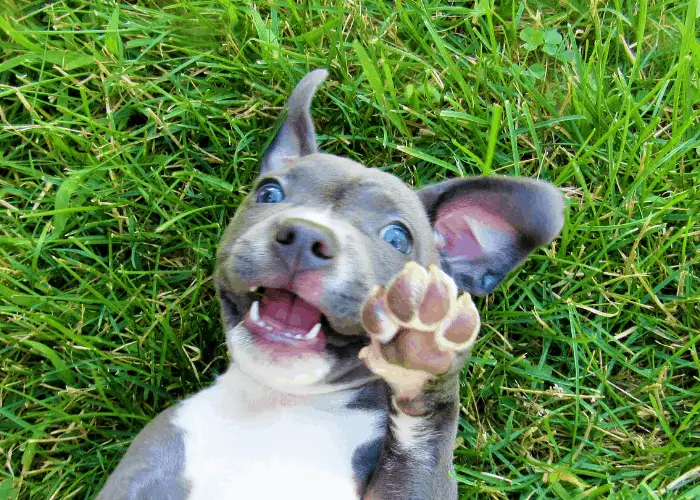 Gray And White Pit Bull Lying on the Grass Showing its Paw