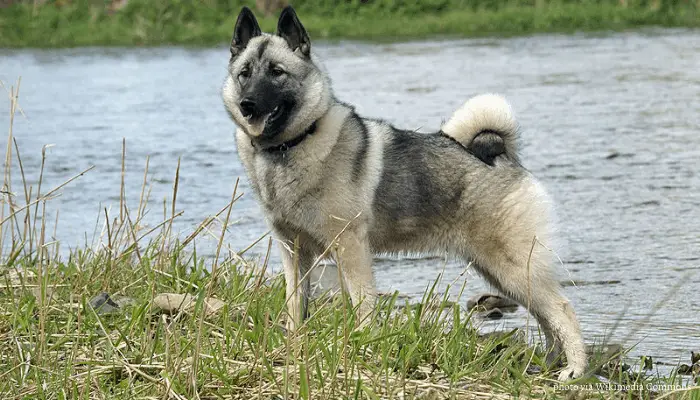 Gray Norwegian Elkhound standing beside a lake