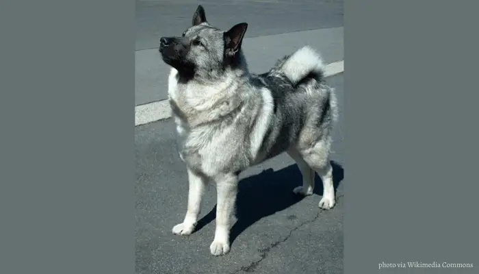 Gray Norwegian Elkhound standing the road