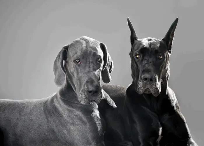 Great Dane Cropped vs. Natural Ears