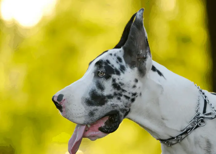 Great Dane puppy with Cropped Ears