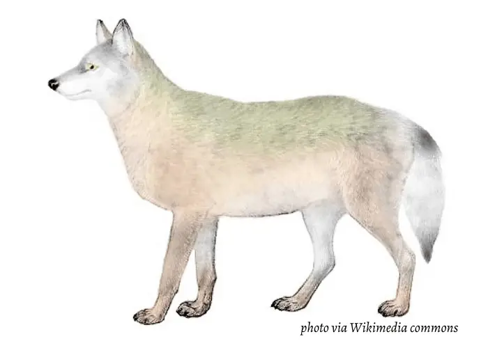 Great Plains Wolf