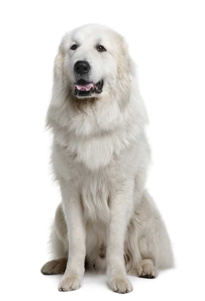 Great Pyrenees photographed against a white background