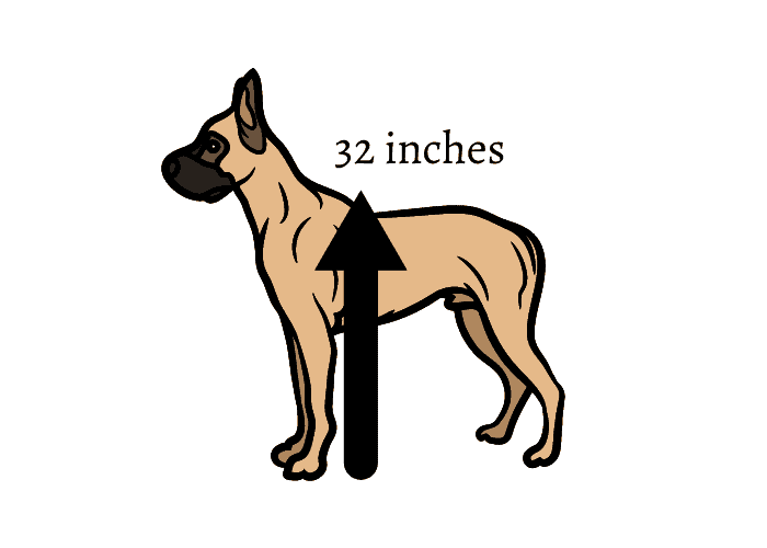 Great dane height illustration