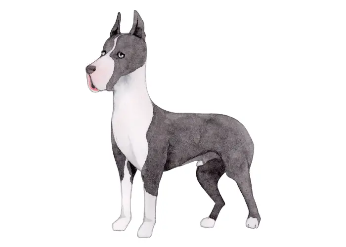 Great dane illustration