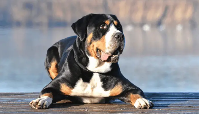 Greater Swiss Mountain Dog photographed in front of a lake