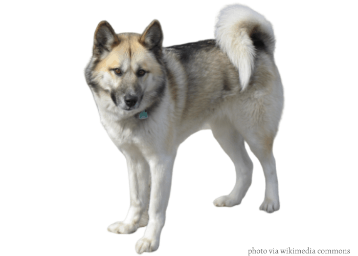 Greenland dog in front of white background