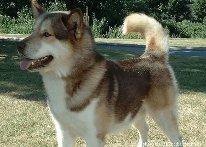 Greenland dog in the park