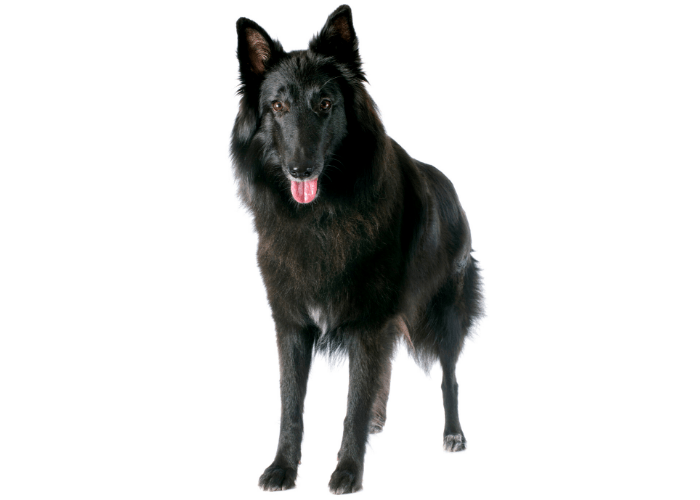Groenendael dog photographed against a white background